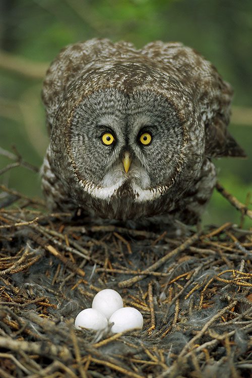Great Gray Owls lay dull white, unmarked eggs in old nests built by other birds. Photo by Michael Quinton/Minden Pictures.