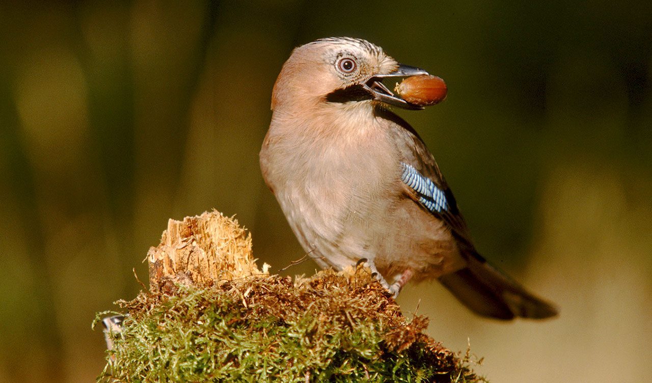 A Swedish study showed that Eurasian Jays perform tree seeding services worth thousands of dollars in human labor savings. Photo by Bengt Lundberg/Minden Pictures.