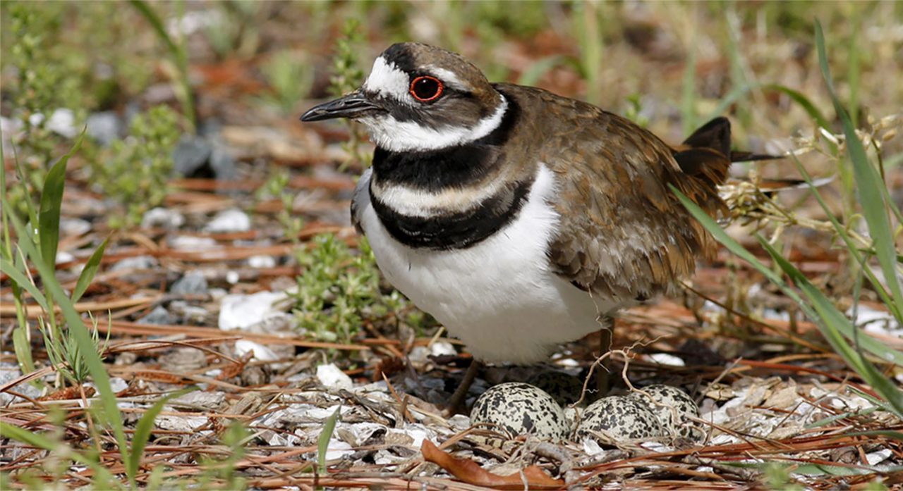 Killdeer on nest by Wayne Bierbaum via Birdshare
