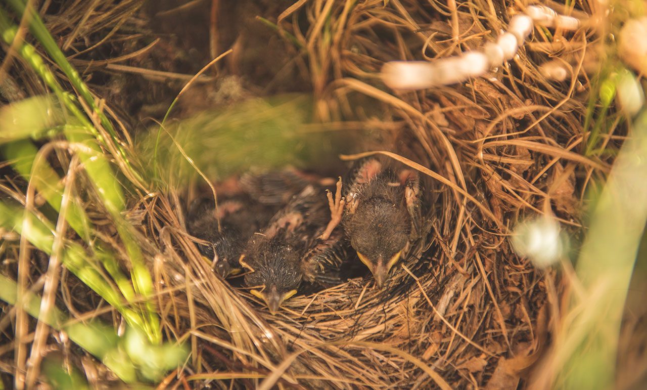 For their nests, Kirtland’s Warblers carve out shallow depressions in the sandy soil and then build open cups woven from sedges and pine needles. Photo by Craig Watson