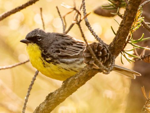 Kirtland's Warbler perches on branch