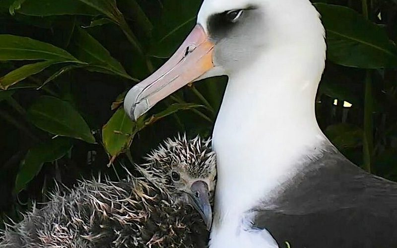 Laysan Albatross with snuggling chick from Cornell Lab Bird Cams.