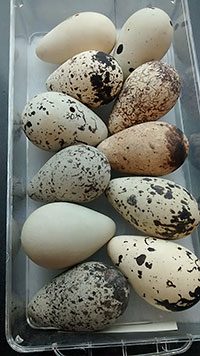 All of these eggs were laid by Common Murres. Each has a distinctive color or pattern so parents can identify their own egg among all the others in a breeding colony. Photo by Pat Leonard from the Cornell University Museum of Vertebrates collection.