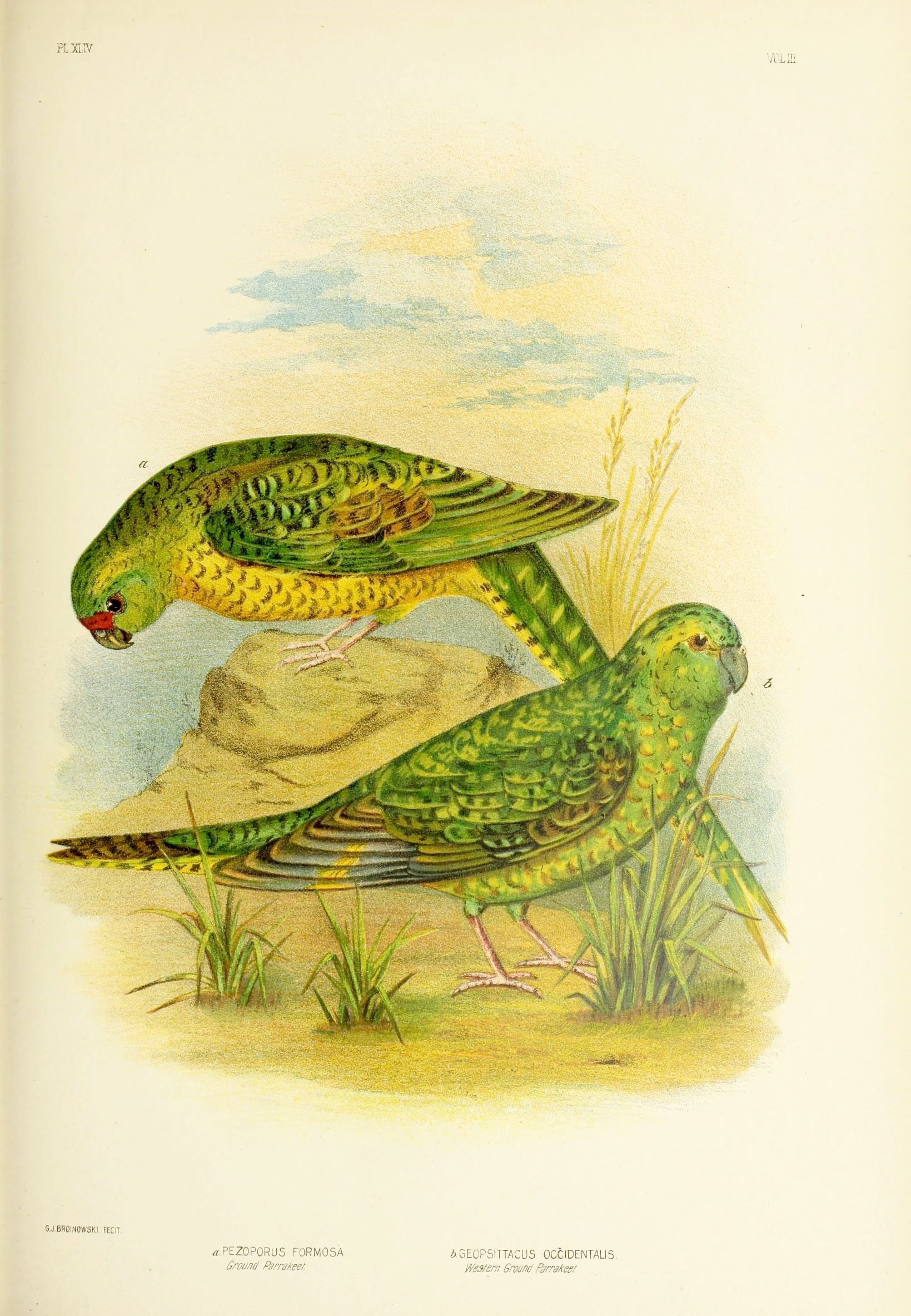 Night Parrots were rediscovered in 2013, a century after the last sighting of a living individual. Image courtesy of the Biodiversity Heritage Library via Creative Commons.