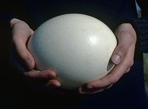 Ostrich egg photo by Jabruson/Minden Pictures