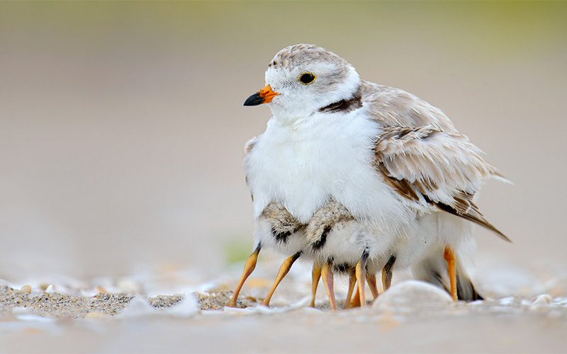 Piping Plover and chicks by B.N. Singh