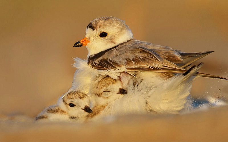 Piping Plover with two snuggling chicks by B.N. Singh.
