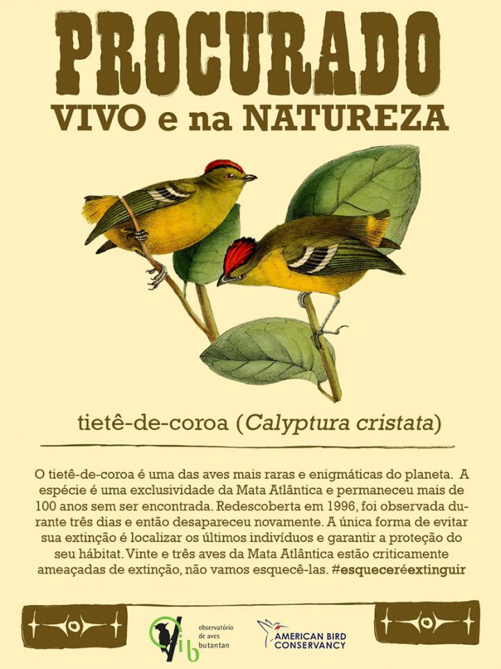 The Kinglet Calyptura expedition project produced this wanted poster to inform the public about the search for one of Brazil’s lost birds.