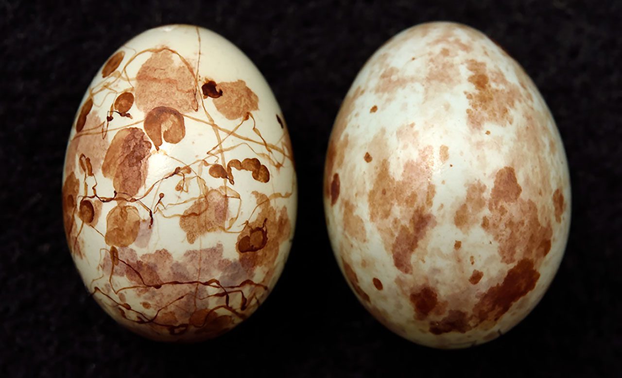 The Parasitic Weaver lays its eggs (right) in the nest of the Tawny-flanked Prinia (left). But the weaver cannot replicate the prinia’s fine squiggles. Photo by Claire Spottiswoode.