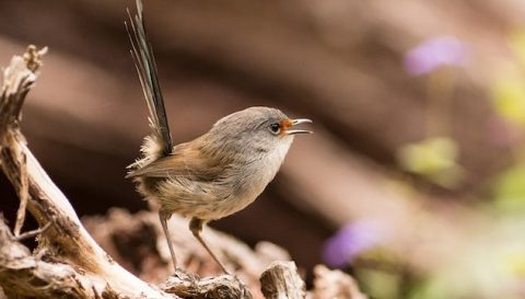 Red-winged Fairywren is a species with known female song. Photo by John Van Doorn/Macaulay Library.