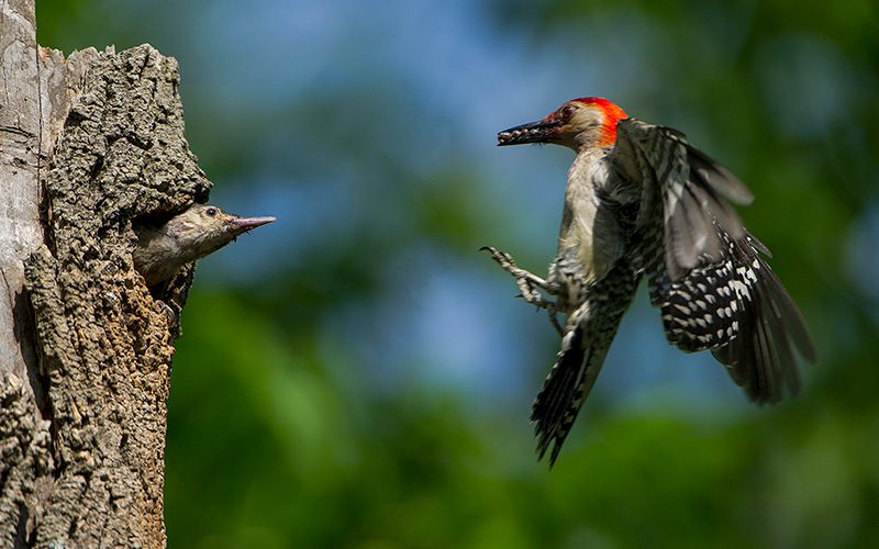 Red-bellied Woodpecker returning to cavity with a beak full of bugs. Photo by Tom Muir.