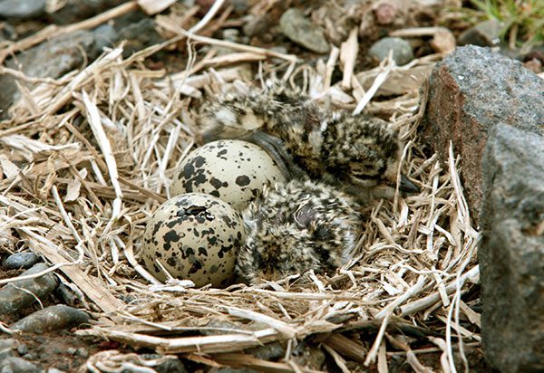 Semipalmated Plover eggs are laid in the open, and both eggs and chicks are extremely well camouflaged for protection from predators. Photo by Doug Sonerholm via Birdshare.