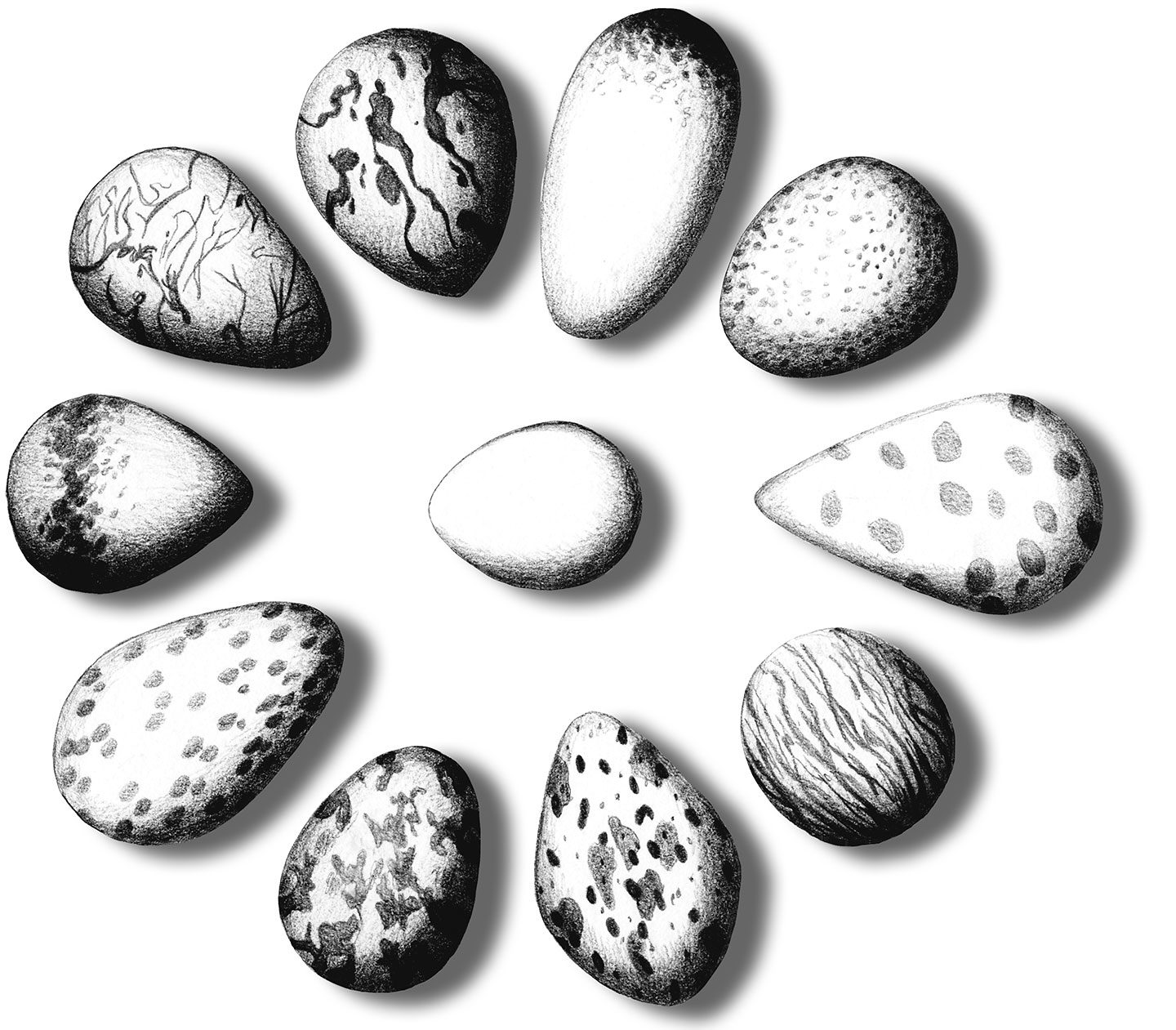 Bird eggs from various species can be pigmented in a variety of patterns, including spots, blotches, scrawls, and streaks. Illustration by Katherine A. Smith.