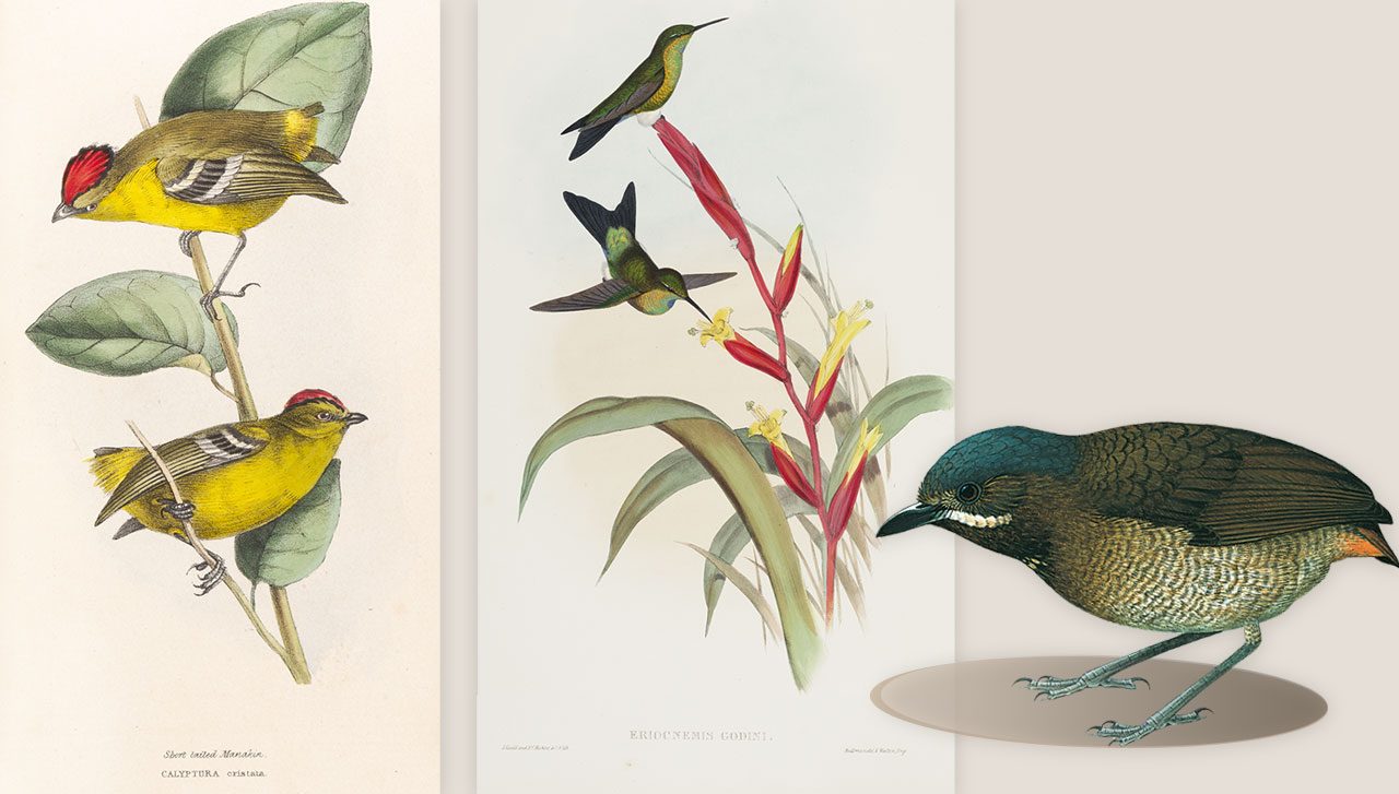 THREE LOST BIRDS: The American Bird Conservancy’s Lost Birds of the Americas project is mounting expeditions in hopes of rediscovering the Táchira Antpitta in Venezuela, the Kinglet Calyptura in Brazil, and the Turquoise-throated Puffleg in Ecuador (left to right). Táchira Antpitta illustration from Handbook of Birds of the World Alive, Lynx Edicions 2017. Kinglet Calyptura drawing by William Swainson, 1841. Turquoise-throated Puffleg monograph by John Gould, 1861.