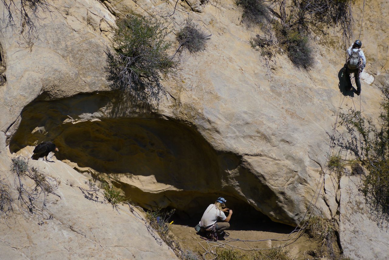 biologists checking a California Condor nest