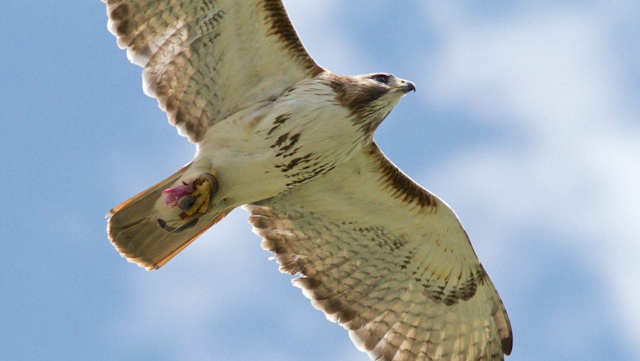 Ezra the Red-tailed Hawk in flight