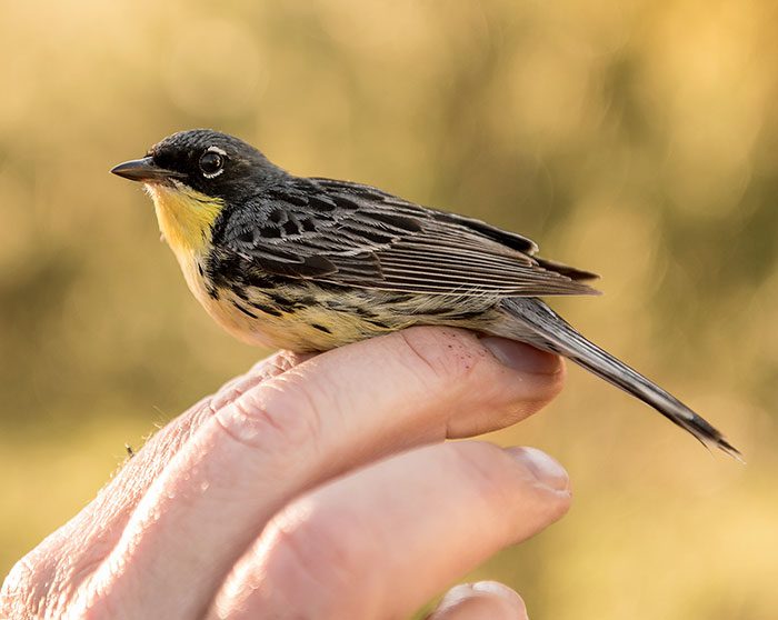 A Kirtland's Warbler caught in a net will get fitted with geolocator backpack. Photo by Craig Watson