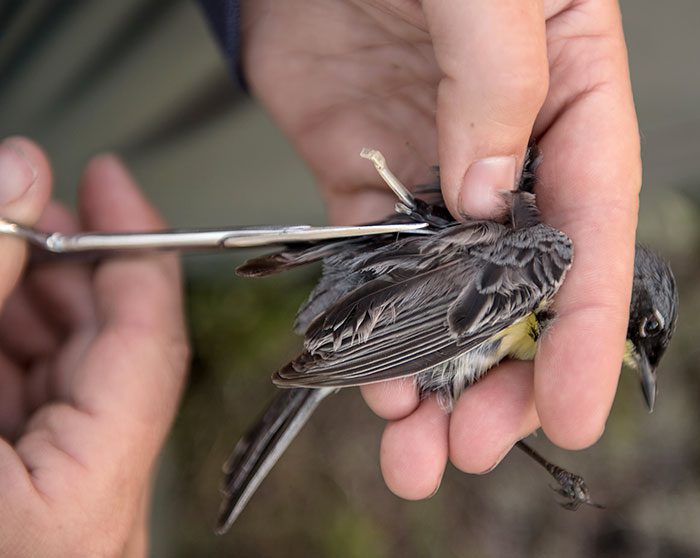 The Smithsonian scientists identified key Kirtland’s Warbler habitat for breeding, migration, and overwintering by outfitting the birds with geolocator backpacks that recorded data of their daily locations.Photo by Craig Watson