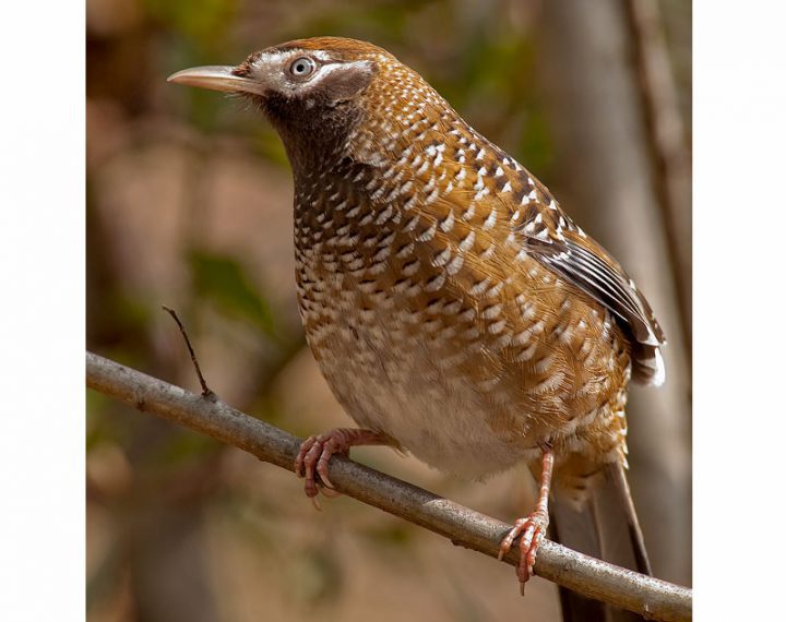 BIET’S LAUGHINGTHRUSH LAST SEEN: 1989 – FOUND: 2008 Scattered populations in Yunnan and Sichuan provinces in China are small and declining due to habitat loss. Alister Benn