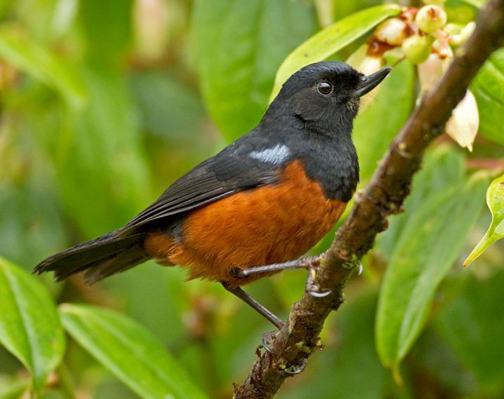 CHESTNUT-BELLIED FLOWERPIERCER LAST SEEN: 1965 — FOUND: 2003 A small tanager found at higher elevations in a few locales in Colombia. Flowerpiercers feed on nectar by piercing the bases of flowers.by Ciro Albano, www.nebrazilbirding.com