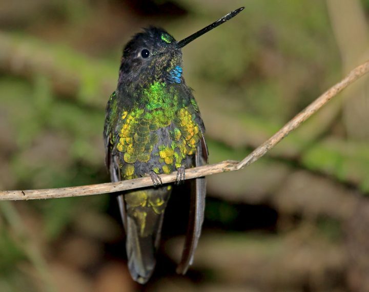 DUSKY STARFRONTLET LAST SEEN: 1951 — FOUND 2004 Deforestation and mineral extraction threaten the incredibly small range of this bird in northwestern Colombia. Dusky Starfrontlet by Nigel Voaden/Macaulay Library