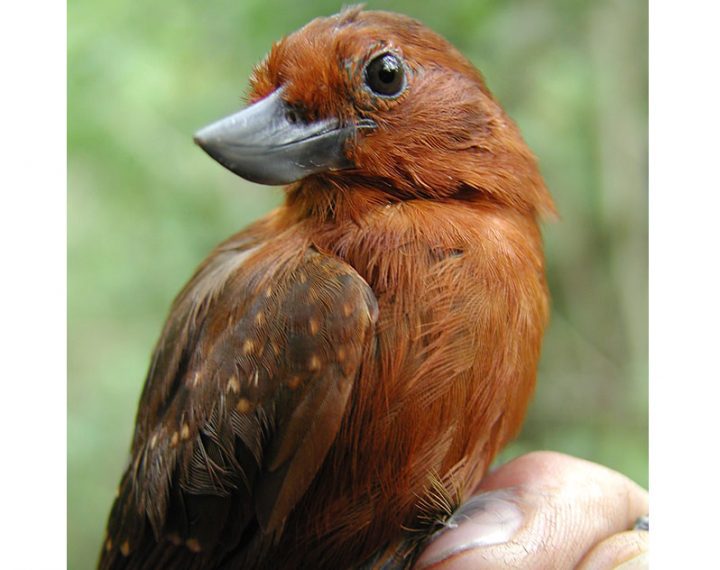 RECURVE-BILLED BUSHBIRD LAST SEEN: 1965 — FOUND: 2004 A remarkable-looking antbird from Venezuela with a bizarrely large, wedge-shaped and upturned bill. by Chris Sharpe