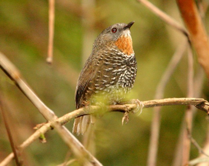RUSTY-THROATED WREN-BABBLER LAST SEEN: 1947 - FOUND: 2004 A tiny, vocal songbird in the Mishmi Hills in northeast India. by Claudio Koller