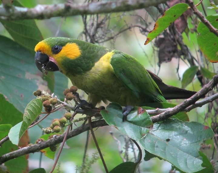 YELLOW-EARED PARROT LAST SEEN: 1919 – FOUND: 2005 Large, nomadic species that nests in wax palms in western Colombia and possibly northern Ecuador. By Felix Uribe