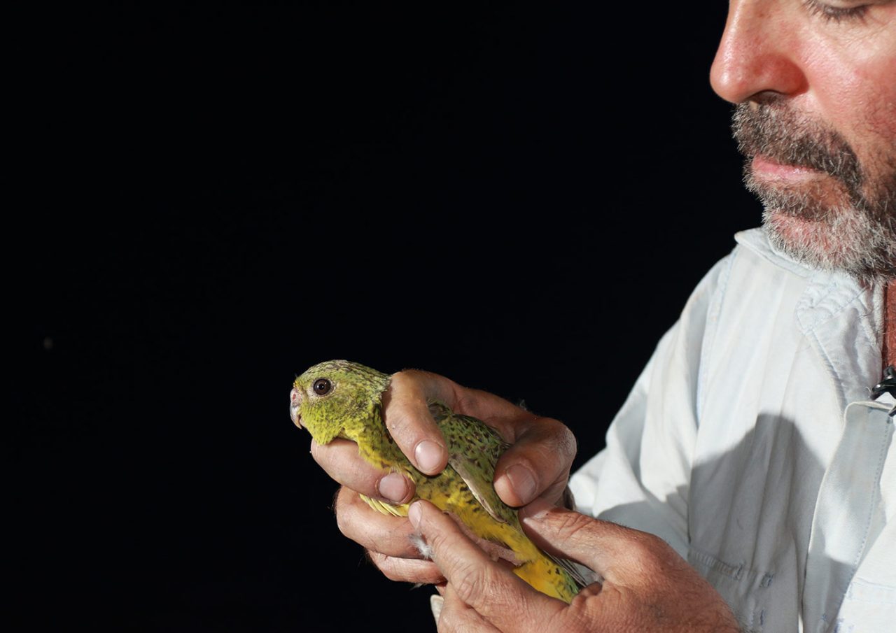 Night Parrot in hand