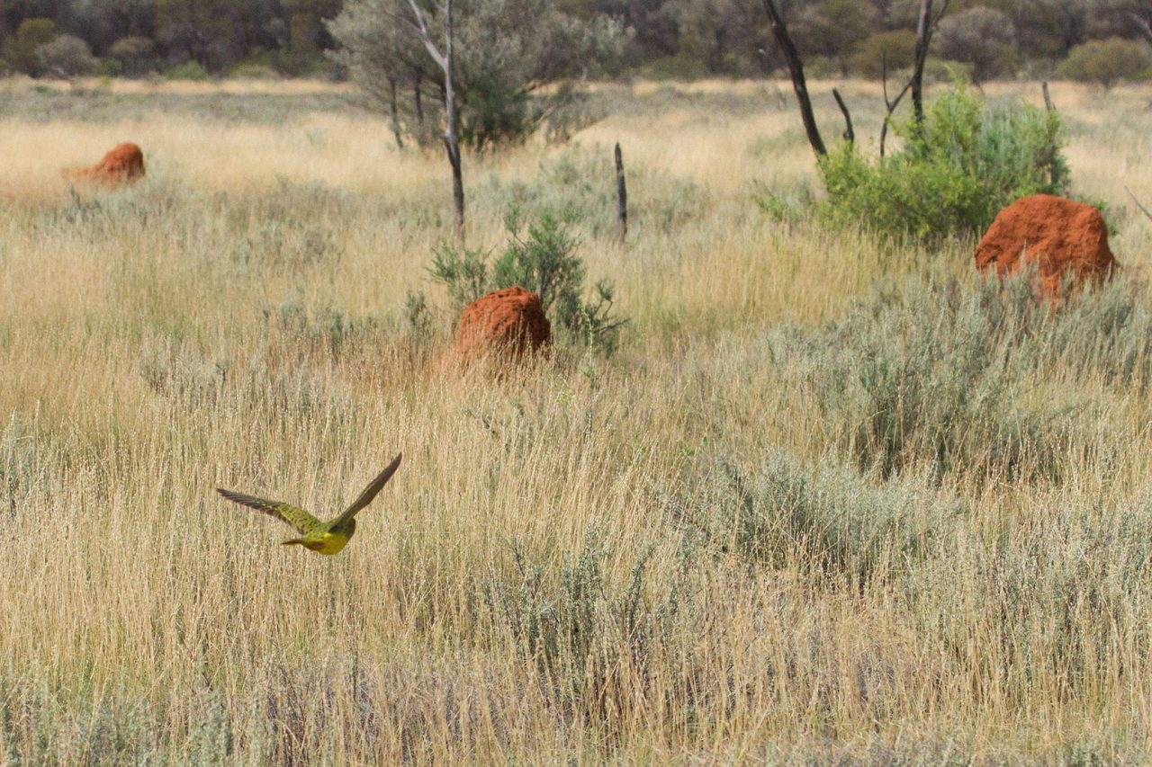 Night Parrot in flight by Nigel Jackett