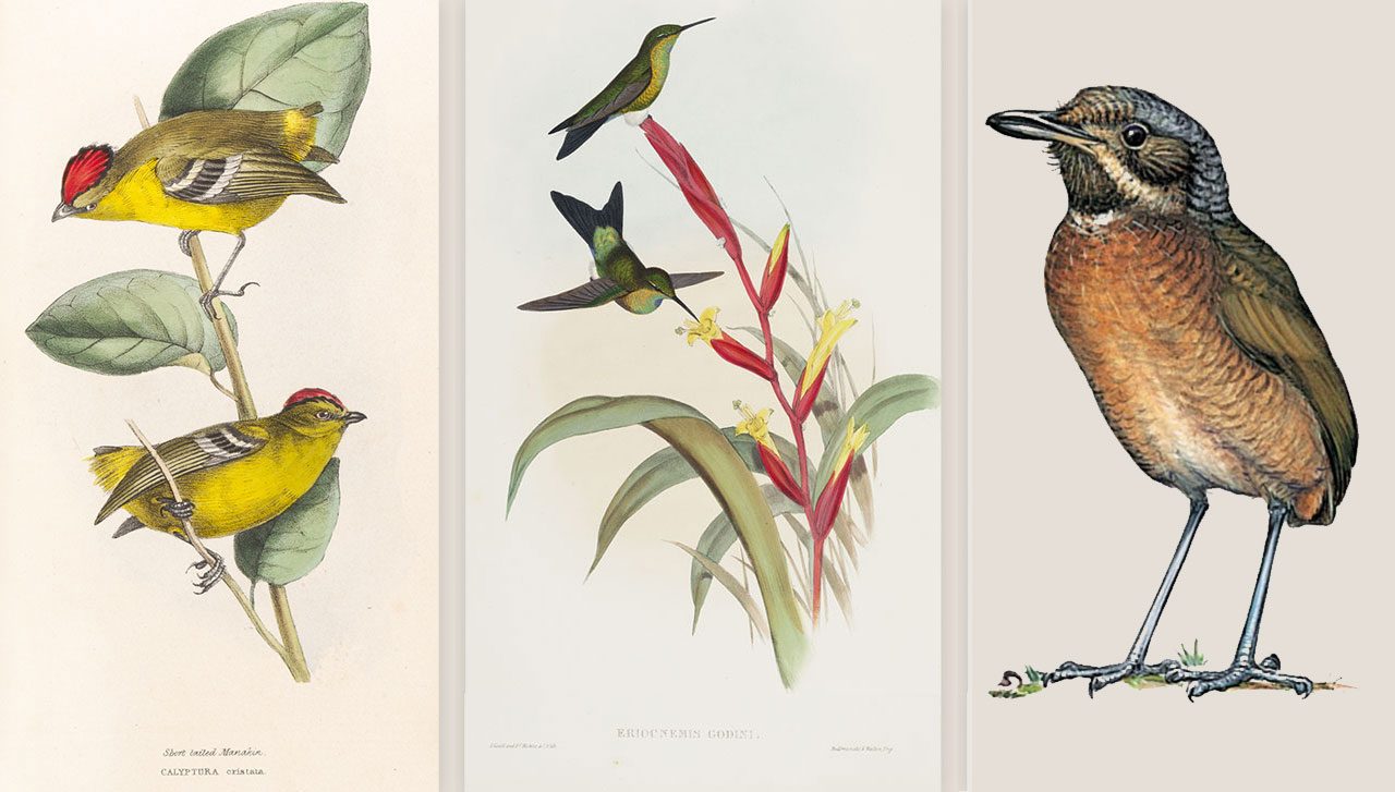 kinglet calyptura, turquoise-throated puffleg, táchira antpitta, 3 bird species nearly extinct