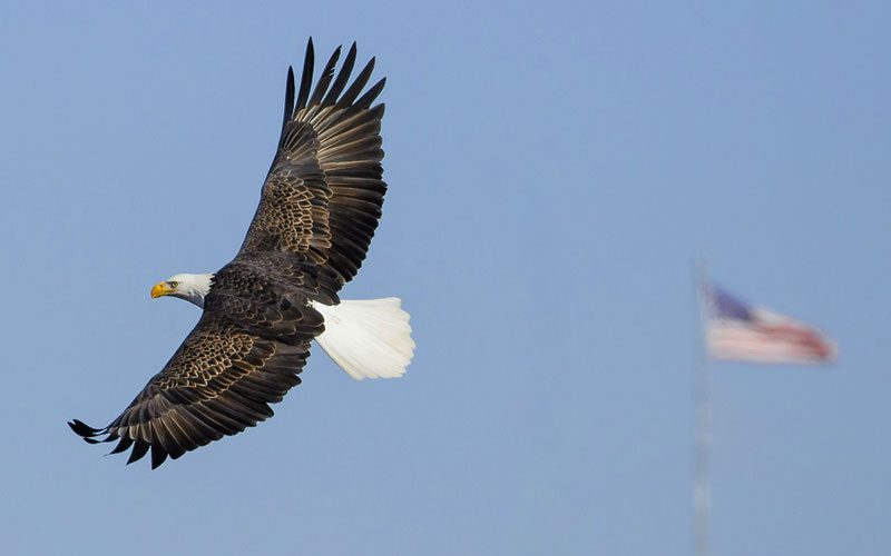 Independence Day Bald Eagle Photo Gallery