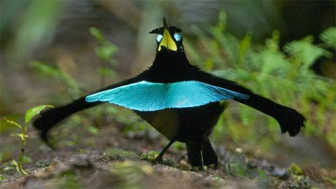 Superb Bird-of-Paradise Lophorina superba © Tim Laman/Macaulay Library 62128001