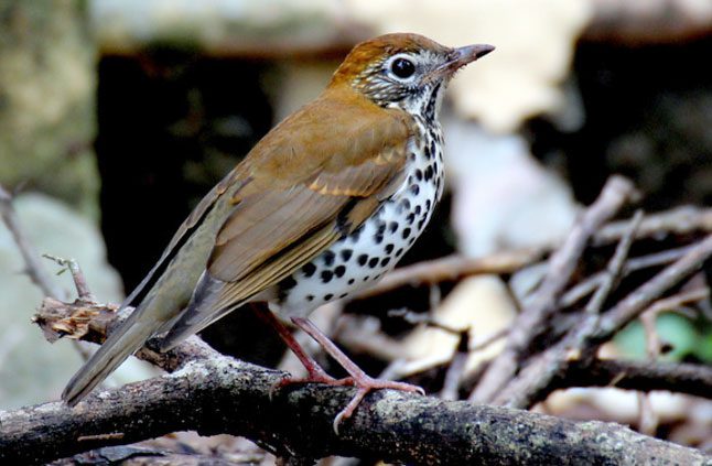 A WOod Thrush in Mexico faces threats on its wintering grounds. Photo by rolando chavez via Birdshare.
