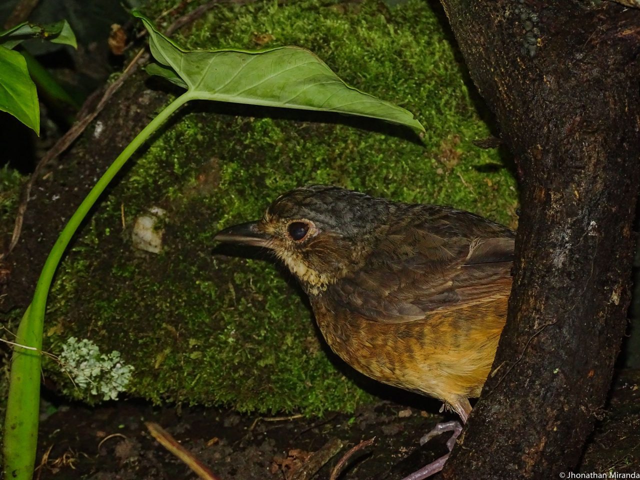 first ever Táchira Antpitta photo from the wild, by Jhonathan Miranda