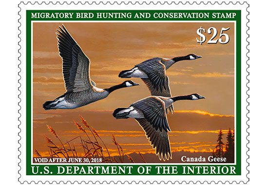 2017 Duck Stamp featuring Canada Geese