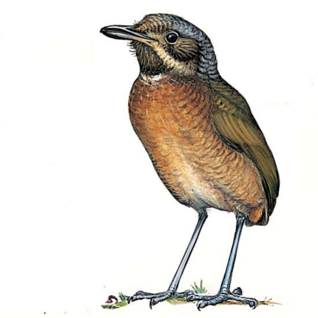 Táchira Antpitta by John A. Gwynne/Princeton University Press