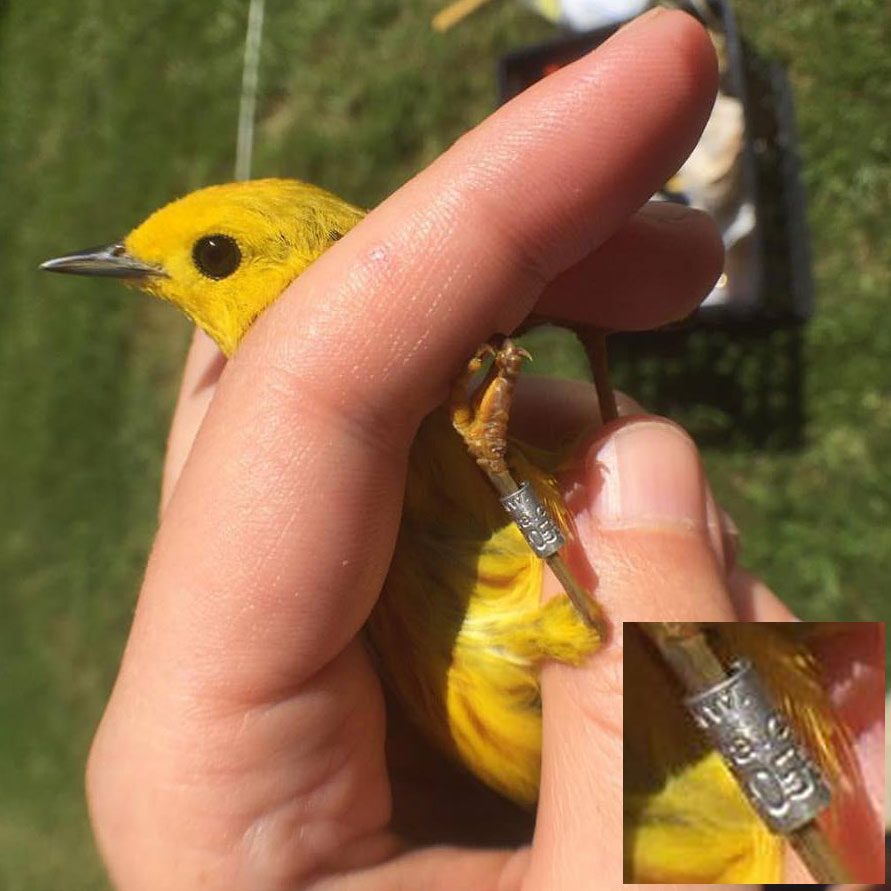 Yellow Warbler with band on leg, in researcher's hand.