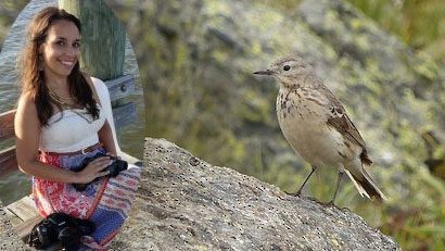 eBIrder of the month American Pipit by Jennifer Marenghi/Macaulay Library