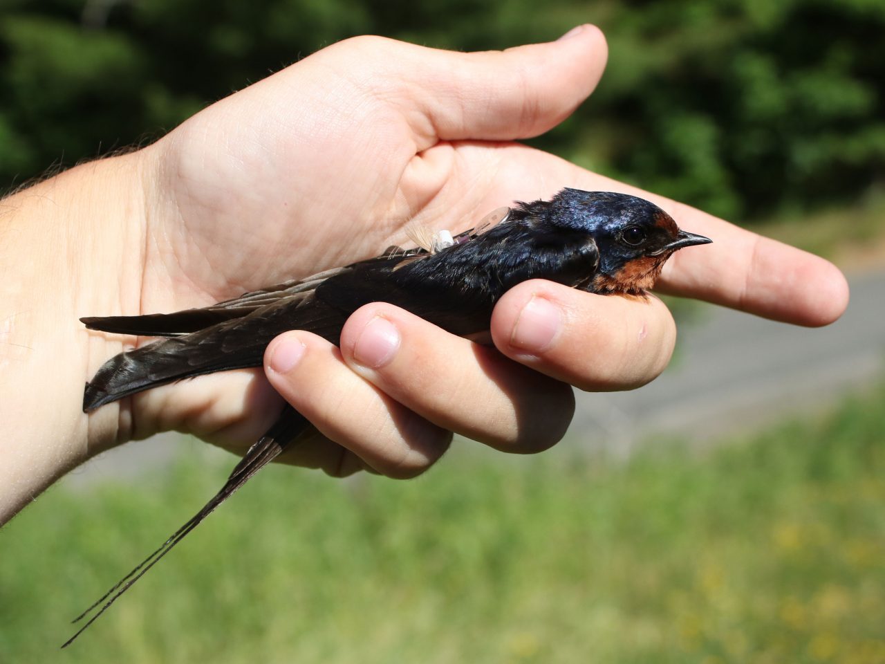 Barn Swallow ready for release carrying a data logger. Photo by Andrew Dreelin