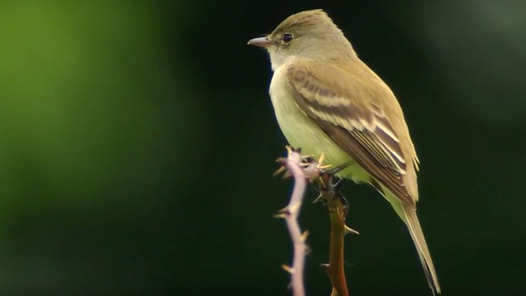 Willow Flycatcher