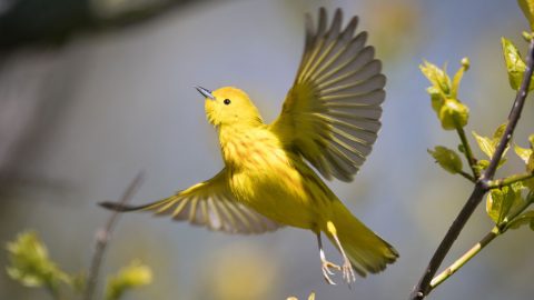 Yellow Warbler by Tyler Ficker/Macaulay Library