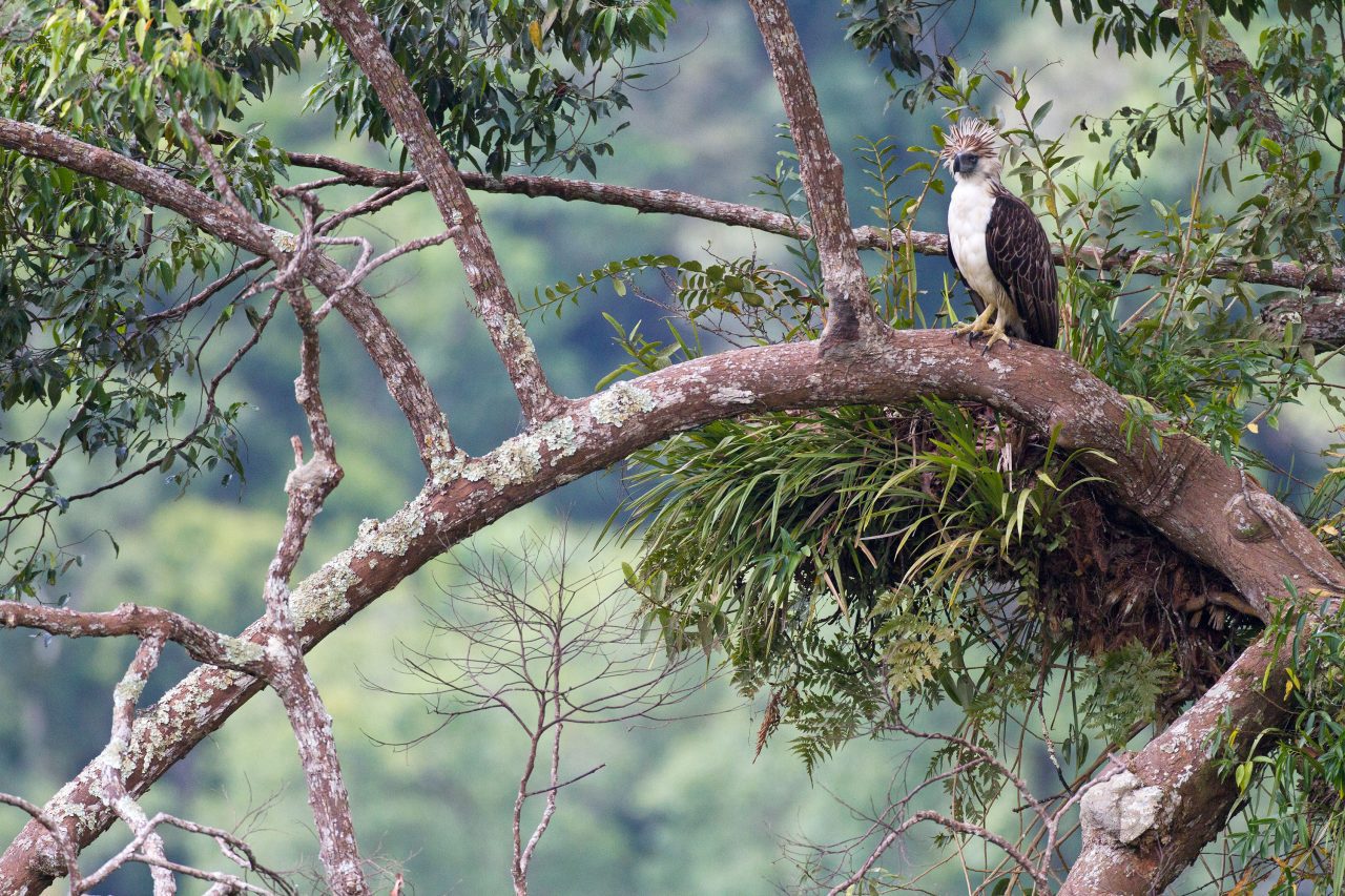 A Philippine Eagle stands by its nest high in the forest canopy. Photo by Kike Arnal.