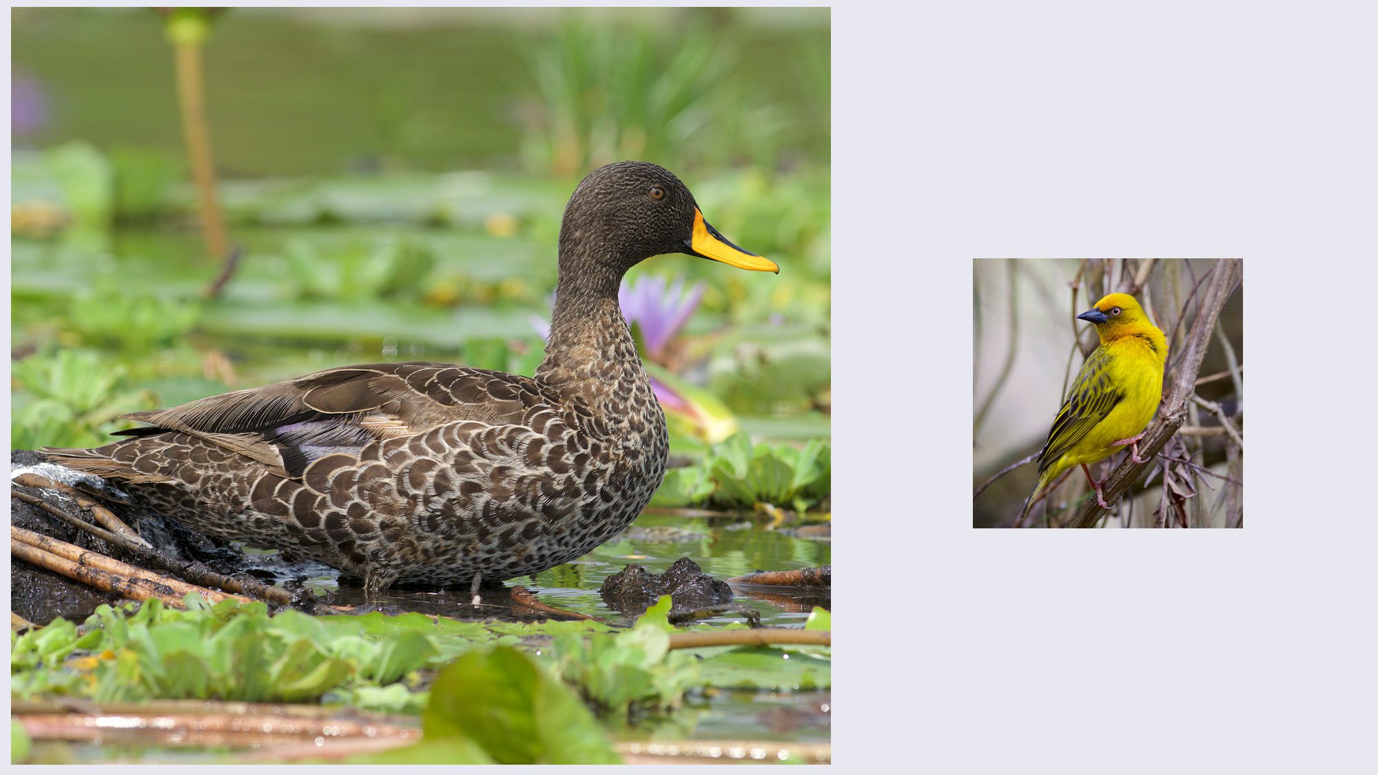 Yellow-billed Duck and Cape Weaver