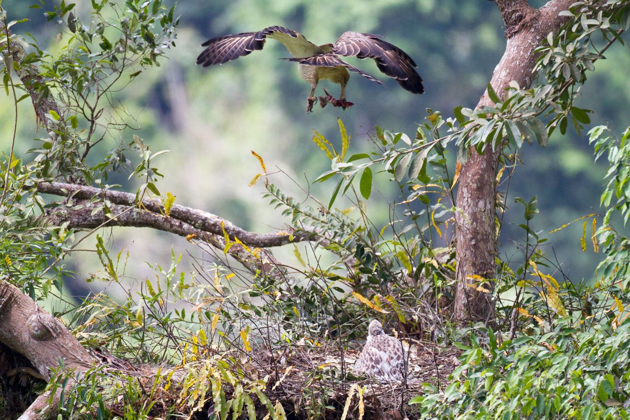 A chick watches a parent return to the nest with food. Photo by Kike Arnal.