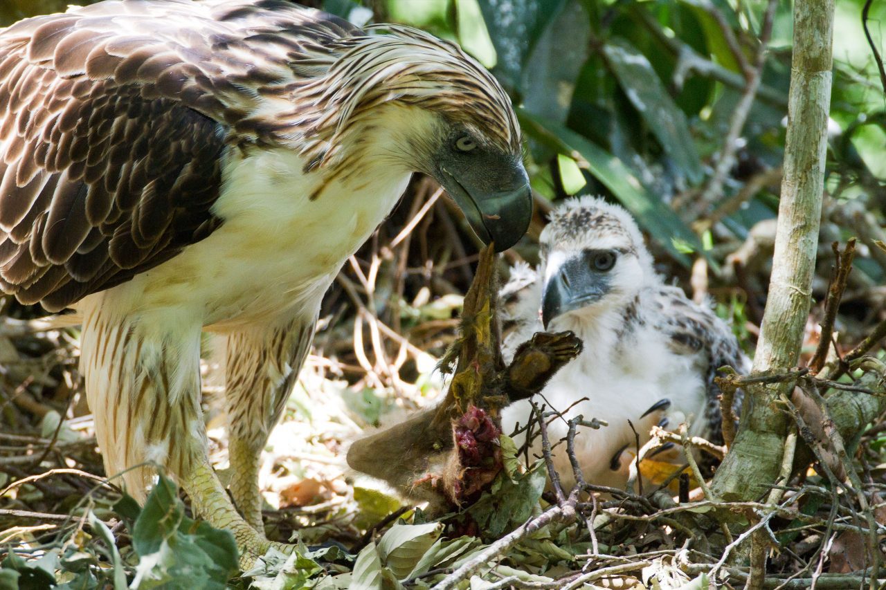 The Great Philippine Eagle was once known as the "Monkey-eating Eagle" for good reason. Photo by Kike Arnal.