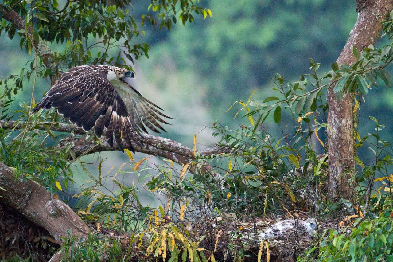 A parent flies over the large nest platform high in the canopy. Photo by Kike Arnal.