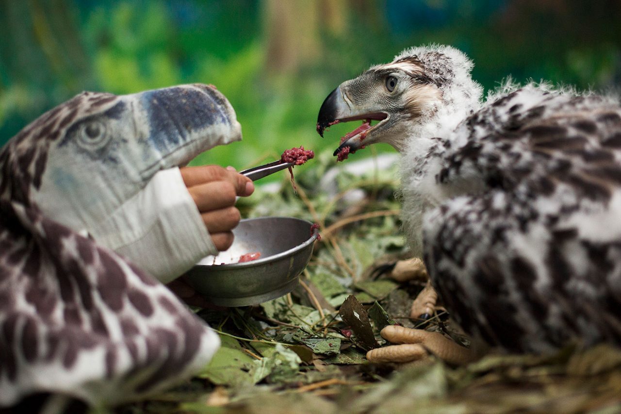 With his hand disguised by an eagle puppet and his body hidden behind a curtain, a worker at the Philippine Eagle Foundation feeds a 2-month-old eaglet that was hatched in captivity. Photo by Kike Arnal.
