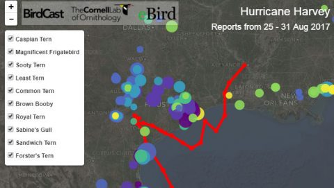 Birds displaced by hurricane harvey