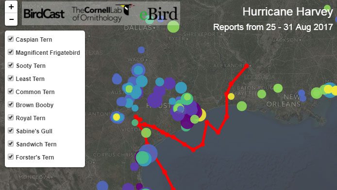 Birds displaced by hurricane harvey